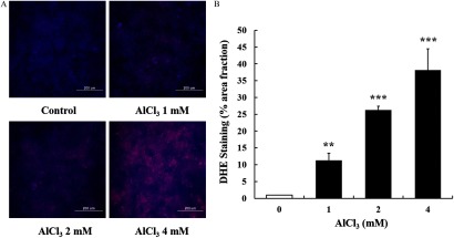 Figure 3A comprises four stained tissues, namely, control, AlCl subscript 3 1 millimolar, AlCl subscript 3 2 millimolar, and AlCl subscript 3 4 millimolar, at 200 micrometers each. Figure 3B comprises a bar graph, plotting DHE staining (percentage area fraction), ranging from 0 to 50 in increments of 5 (y-axis) across AlCl subscript 3 millimolar, ranging from 0 to 4 (x-axis).