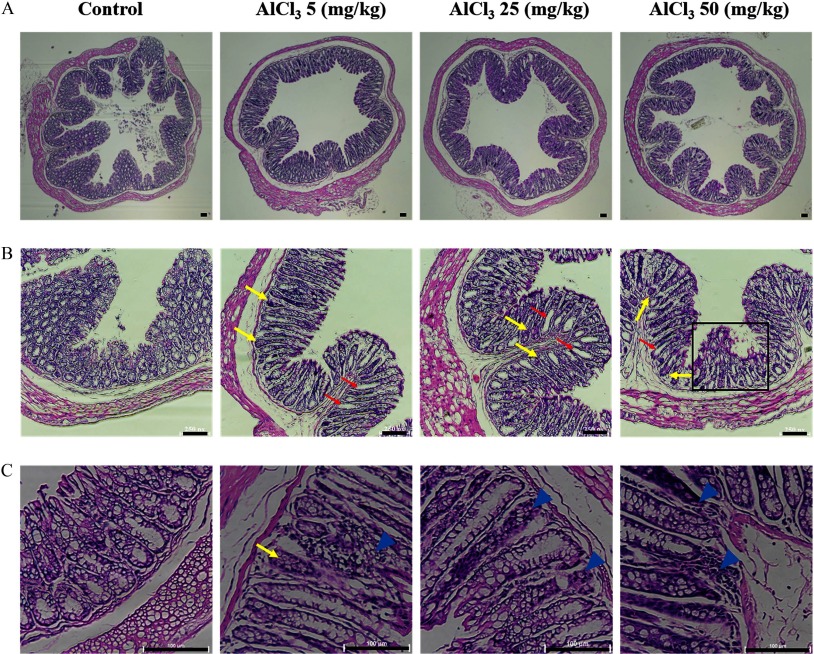 Figure 8 is a display of control, AlCl subscript 3 5 milligrams per kilogram, AlCl subscript 3 25 milligrams per kilogram, and AlCl subscript 3 50 milligrams per kilogram (columns) and A, B, and C (rows) of stained tissues.