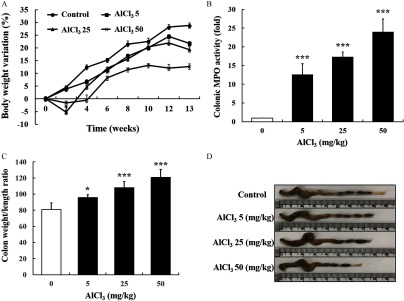 Figure 7A is a line graph, plotting body weight variation percentage, ranging from negative 10 to 35 in increments of 5 (y-axis) for control, AlCl subscript 3 5, AlCl subscript 3 25, and AlCl subscript 3 50 (y-axis) across time, ranging from 0 to 13 weeks in increments of 2 (x-axis). Figures 7B and 7C are bar graphs, plotting colonic MPO activity (fold), ranging from 0 to 30 in increments of 5 and colon weight per length ratio, ranging from 0 to 140 in increments of 20, respectively, (y-axis) across AlCl subscript 3 milligram per kilogram, ranging from 0 to 50 in increments of 5 (x-axis). Figure 7D is a western blot of control, AlCl subscript 3 5 milligrams per kilogram, AlCl subscript 3 25 milligrams per kilogram, and AlCl subscript 3 50 milligrams per kilogram.