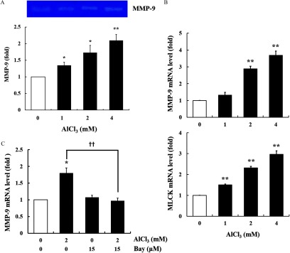 Figure 5A comprises a western blot of MMP 9 and a bar graph, plotting MMP 9 (fold), ranging from 0 to 2.5 in increments of 0.5 (y-axis) across AlCl subscript 3 millimolar, ranging from 0 to 4 (x-axis). Figure 5B comprises two bar graphs. The first and second bar graphs plot MMP 9 mRNA level (fold), ranging from 0 to 5 and MLCK mRNA level (fold), ranging from 0 to 4, respectively, (y-axis) across AlCl subscript 3 millimolar, ranging from 0 to 4 (x-axis). Figure 5C is a bar graph, plotting MMP 9 mRNA level (fold), ranging from 0 to 2.5 in increments of 0.5 (y-axis) across 0, 2, 0, 2 AlCl subscript 3 millimolar (first row x-axis) and 0, 0, 15, 15 Bay micromolar (second row x-axis).