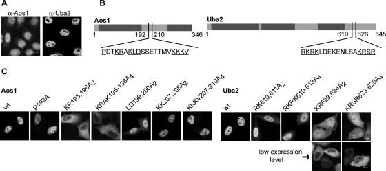 FIGURE 1: