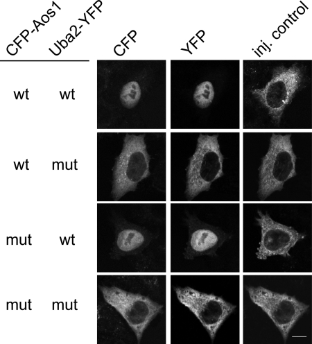 FIGURE 5: