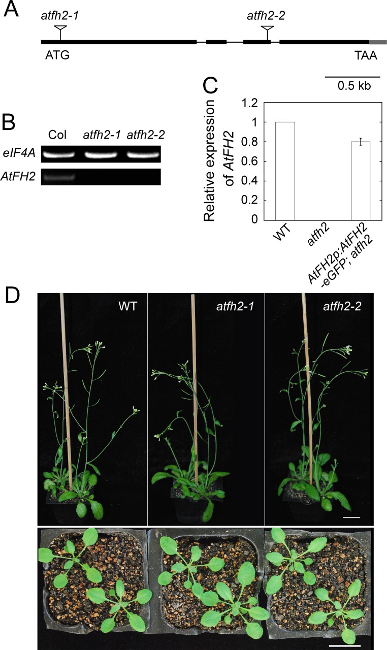 Figure 1—figure supplement 1.