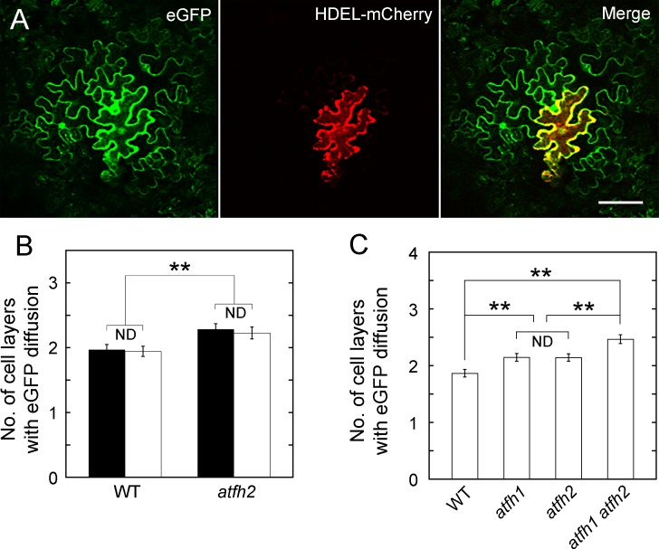 Figure 2—figure supplement 1.