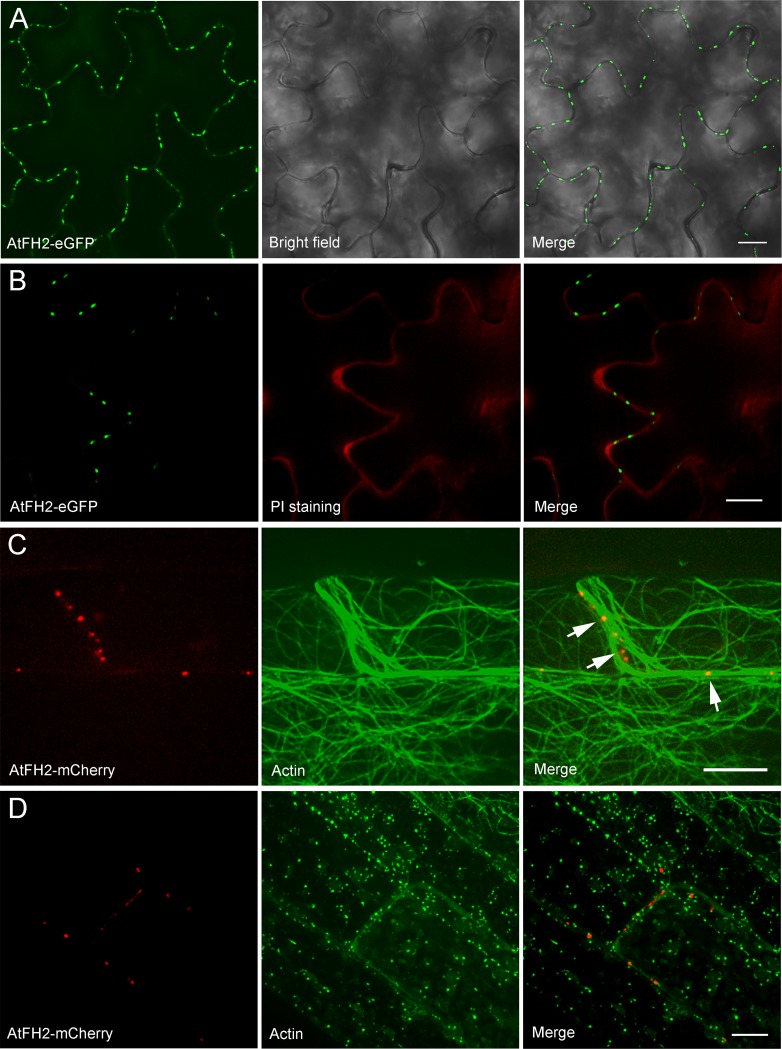 Figure 1—figure supplement 2.