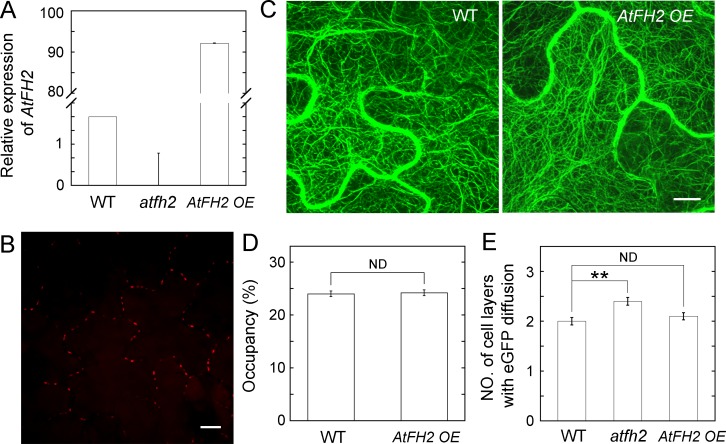 Figure 2—figure supplement 3.