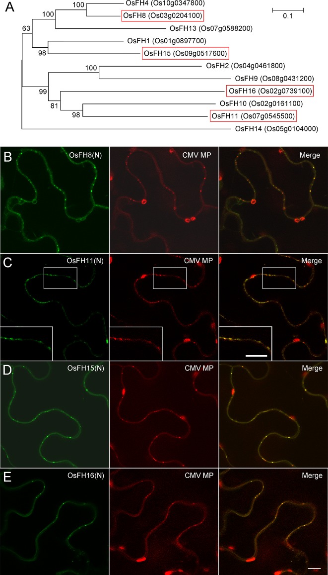 Figure 3—figure supplement 1.