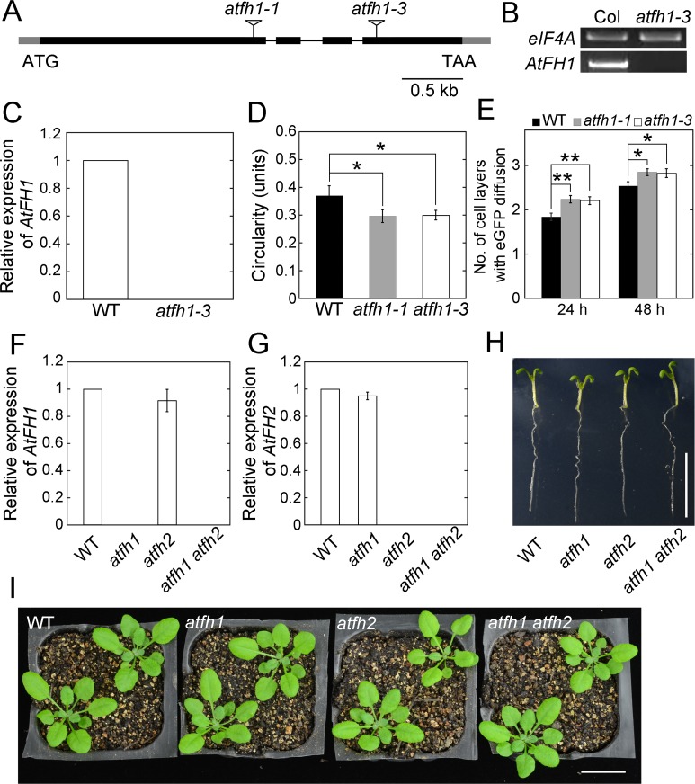 Figure 4—figure supplement 1.