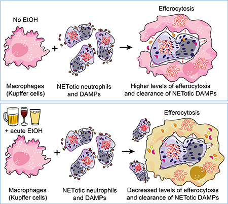 graphic file with name nihms-997519-f0007.jpg