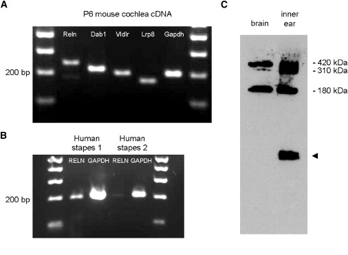 Figure 4