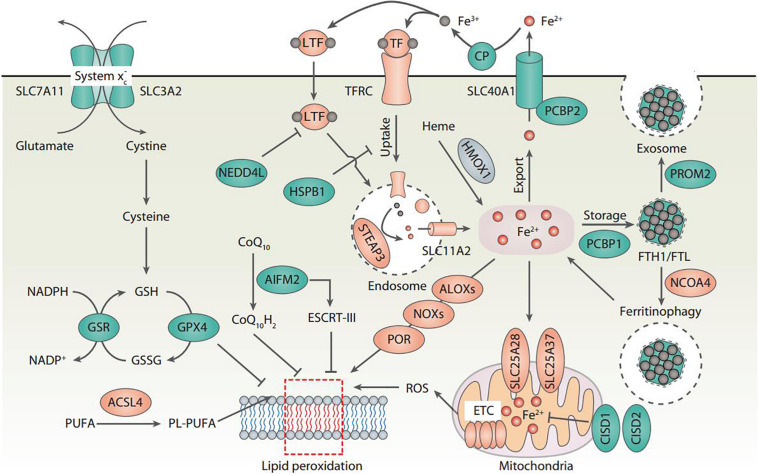 FIGURE 1