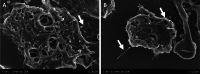 Fig. 9