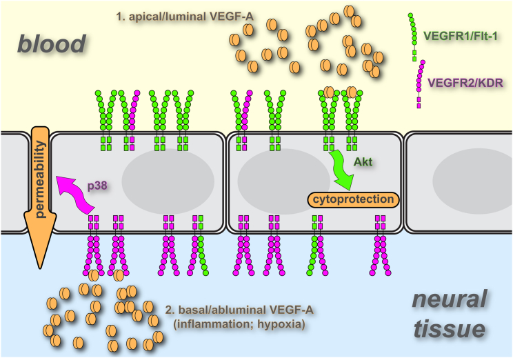 Figure 7