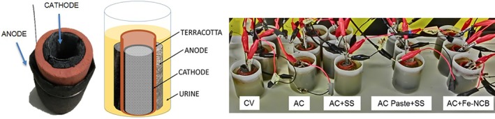 JCTB_5792-FIG-0001-c