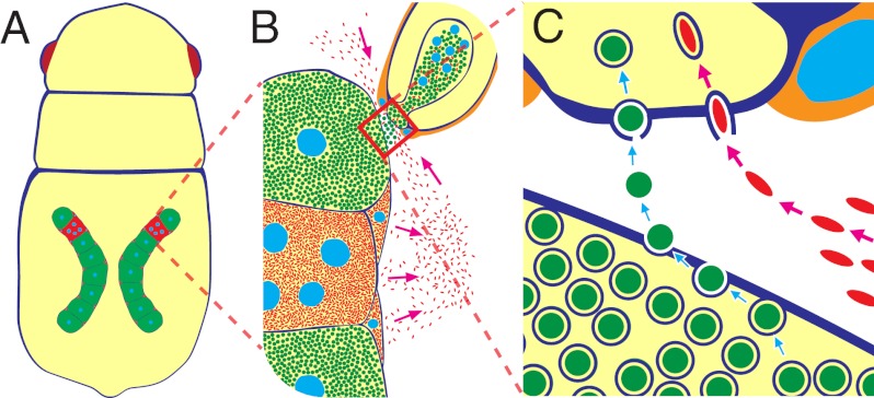 Fig. P1.