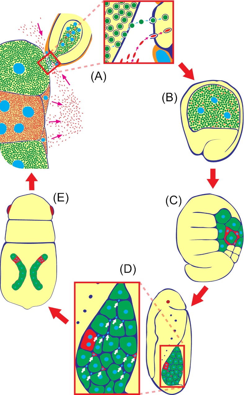 Fig. 8.