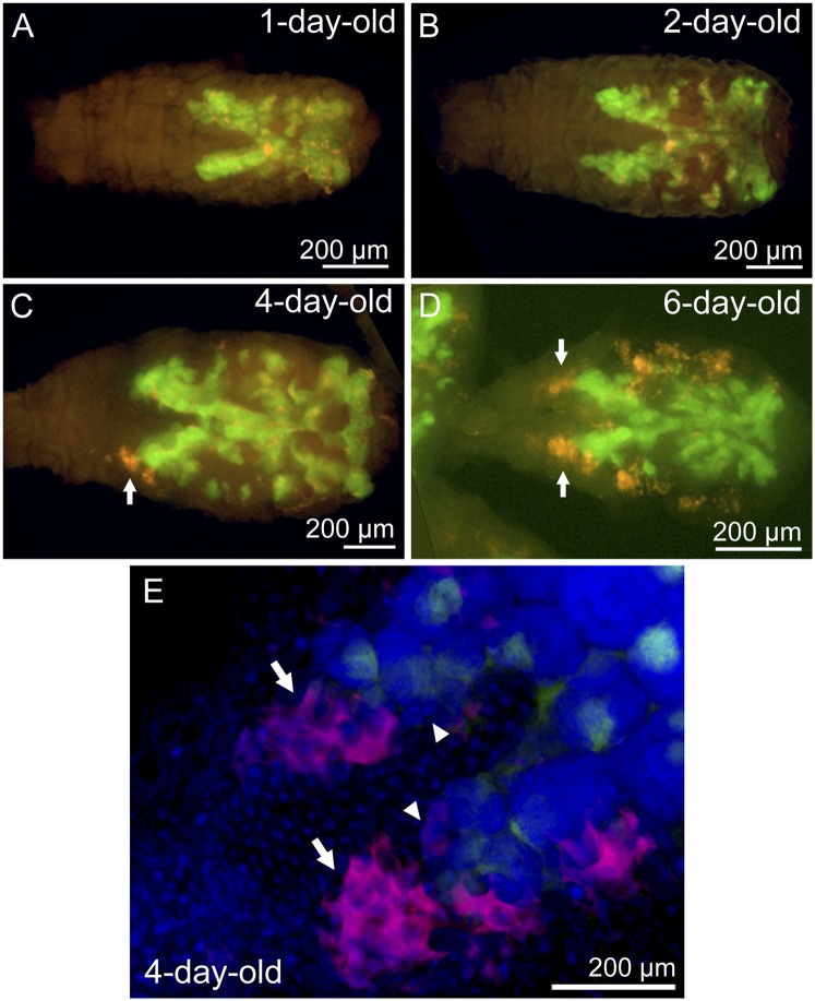 Fig. 7.