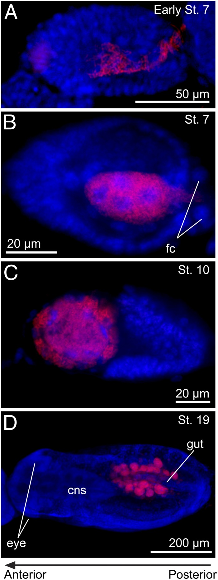 Fig. 5.