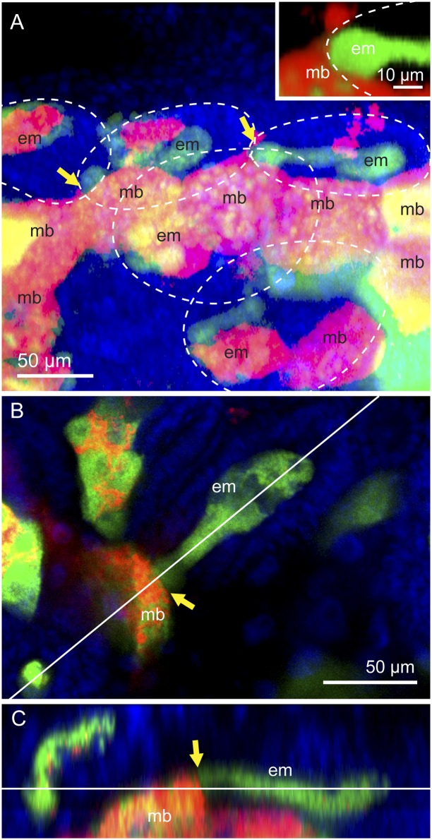 Fig. 4.