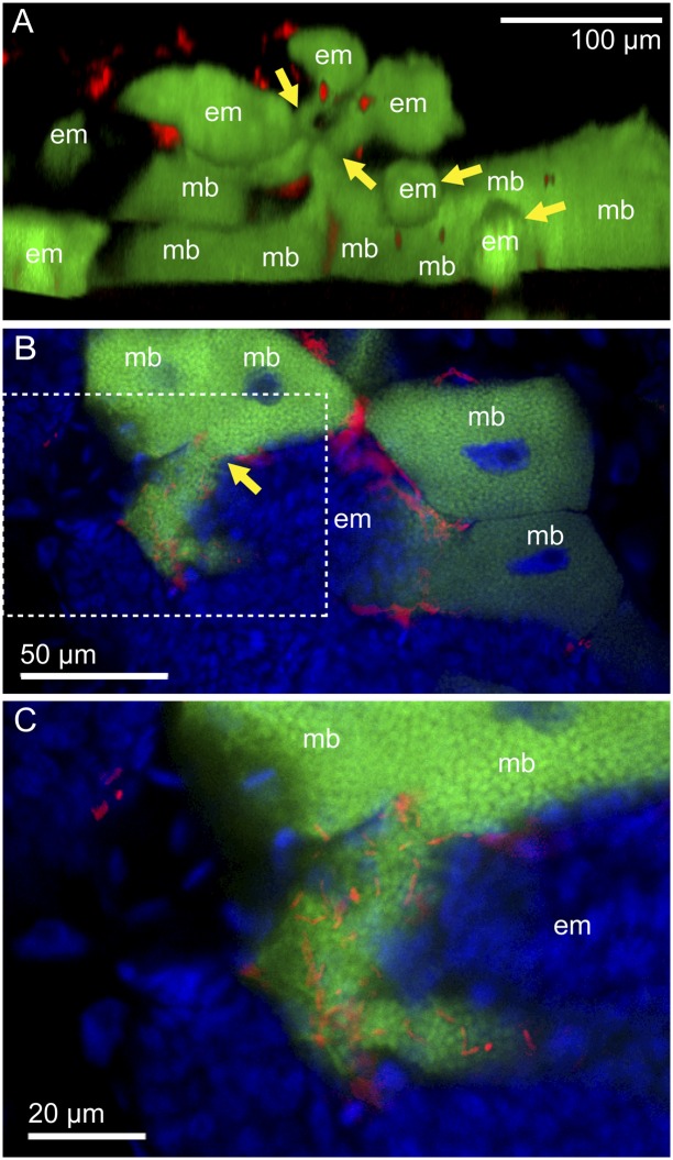 Fig. 3.