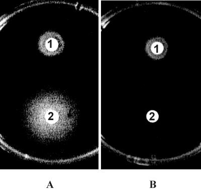 FIG. 5