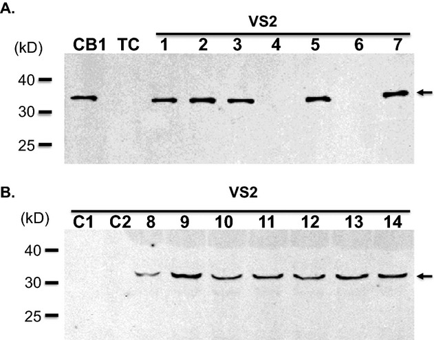 Figure 3.