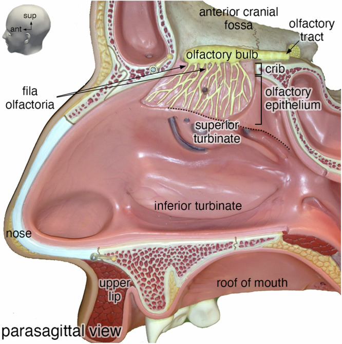 Fig. 1