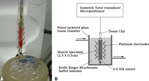 Fig. 3A–B