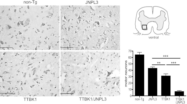 Figure 1