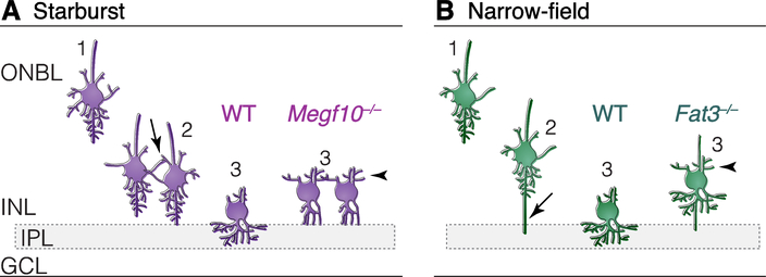 Fig. 2: