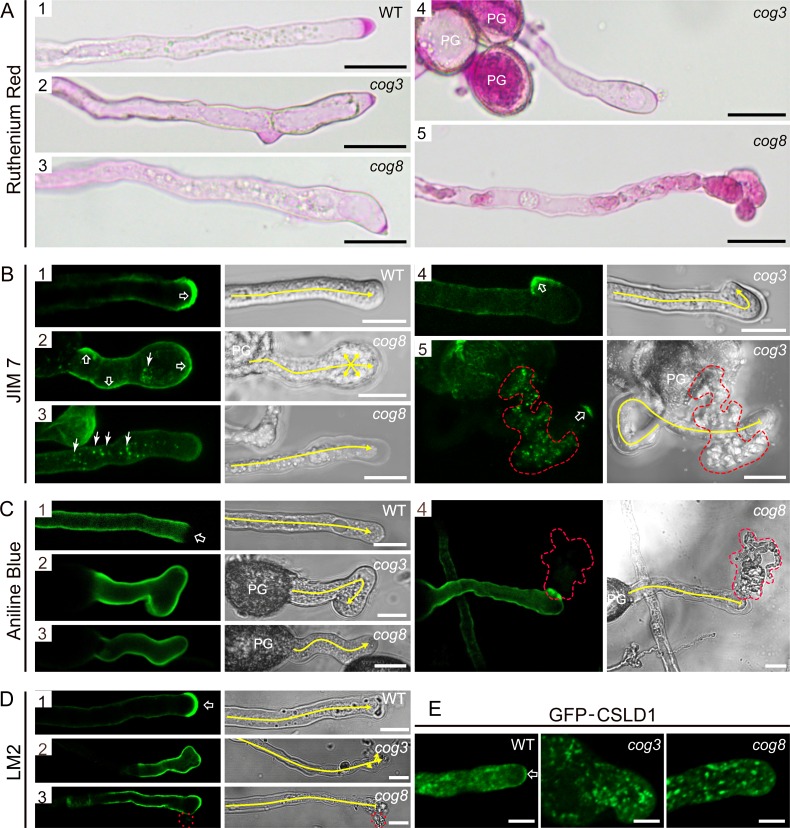 Fig 8