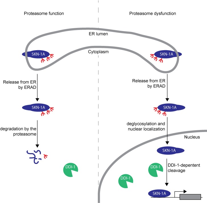 Figure 6—figure supplement 1.