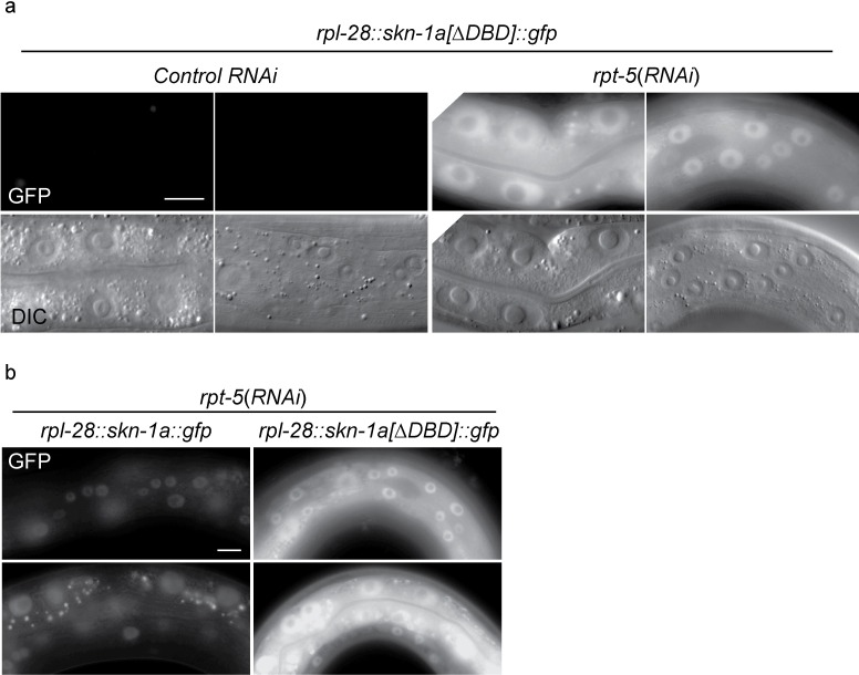 Figure 2—figure supplement 1.