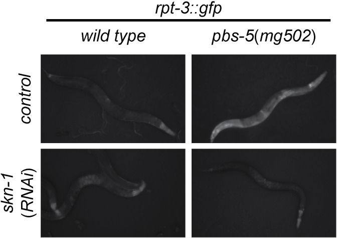 Figure 1—figure supplement 1.