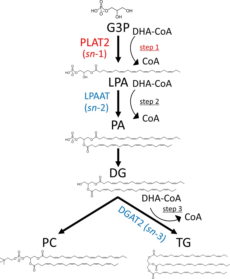 Fig 7