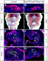 Fig. 8.