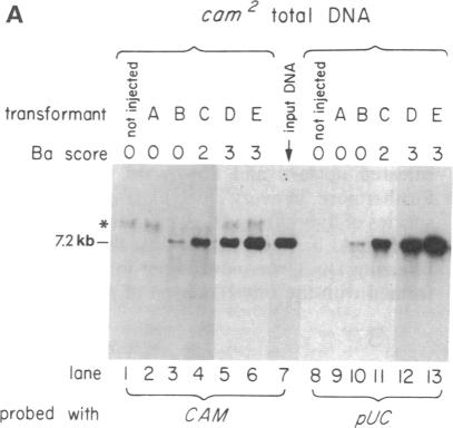 graphic file with name pnas01073-0483-a.jpg