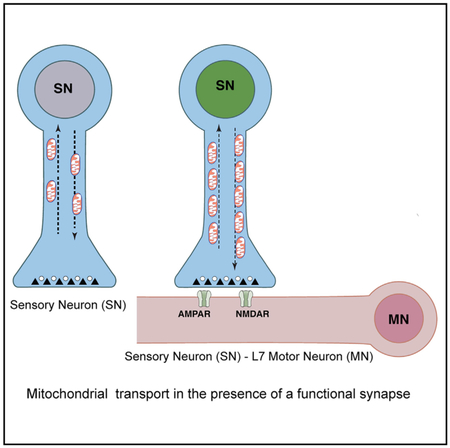 graphic file with name nihms-1518821-f0001.jpg