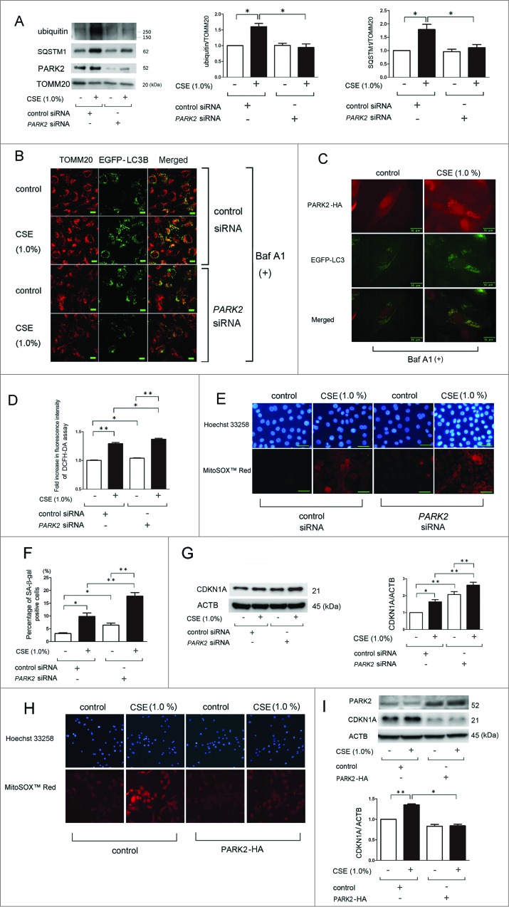 Figure 4 (See previous page).