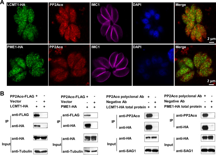 FIG 6