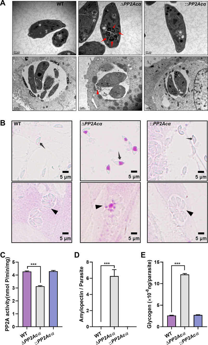 FIG 2