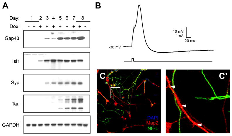 Figure 5