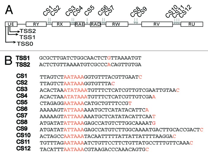 graphic file with name rna-11-134-g3.jpg