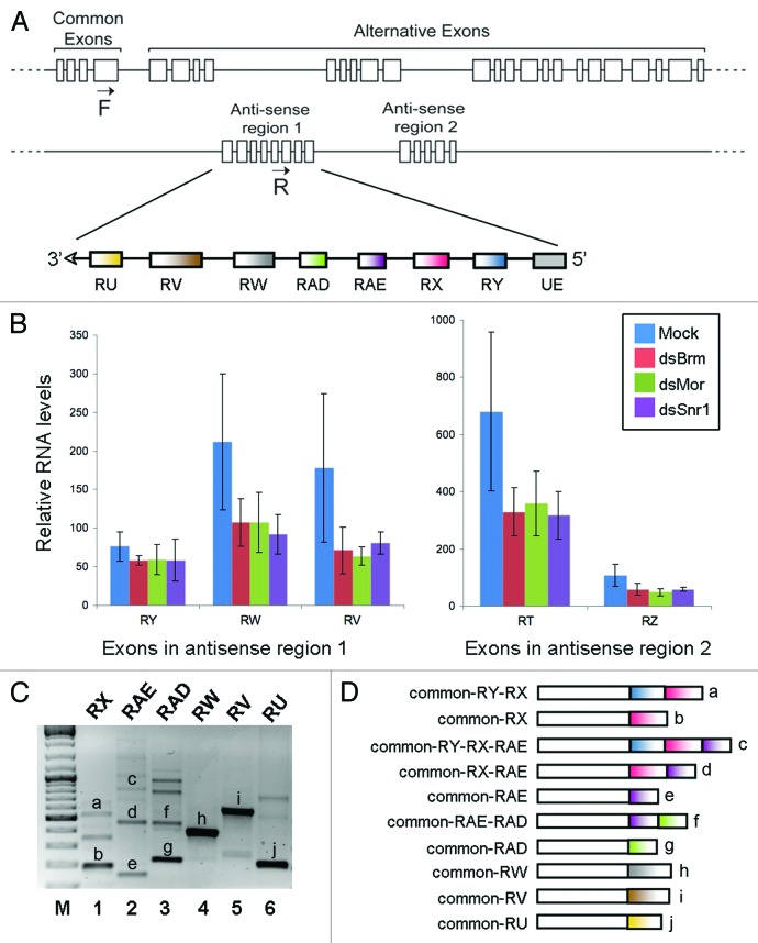 graphic file with name rna-11-134-g1.jpg