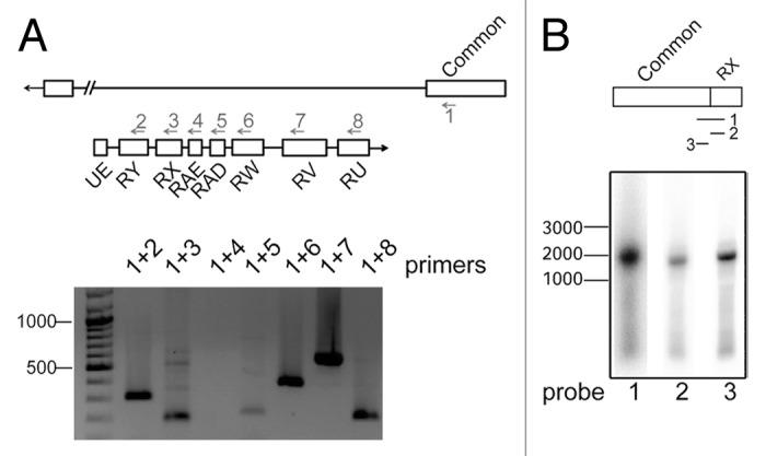 graphic file with name rna-11-134-g2.jpg