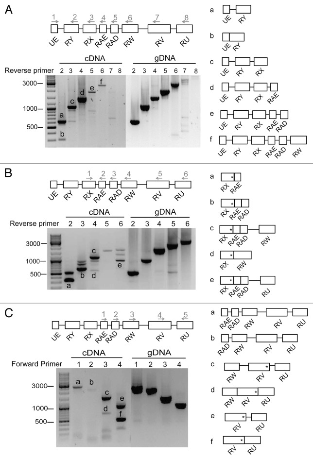 graphic file with name rna-11-134-g4.jpg