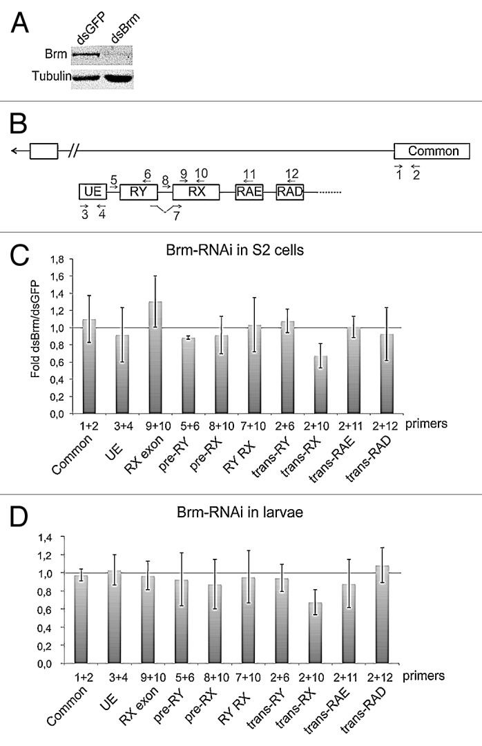 graphic file with name rna-11-134-g5.jpg