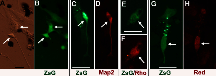 Figure 4