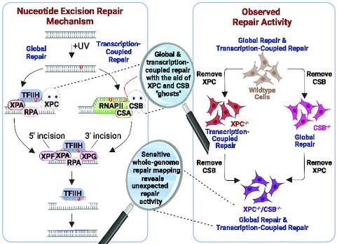 Graphical Abstract