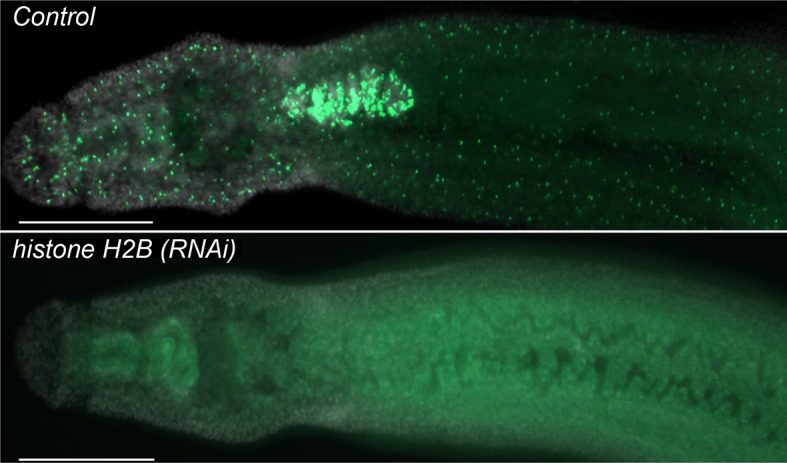 Figure 1—figure supplement 1.